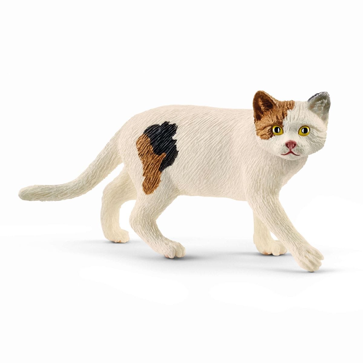 Chat American Shorthair