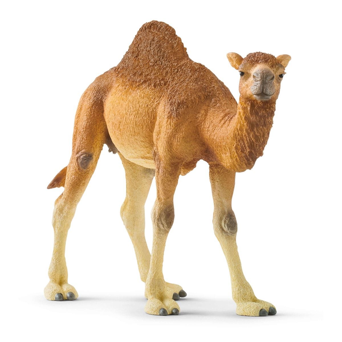 schleich® Dromedary | WILD LIFE