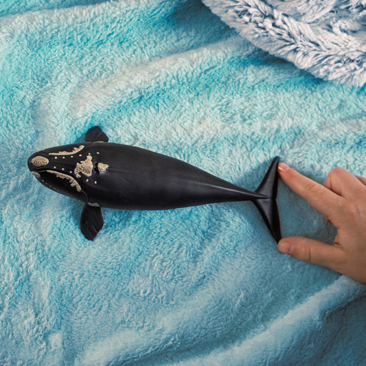 Baleine noire de l'Atlantique nord