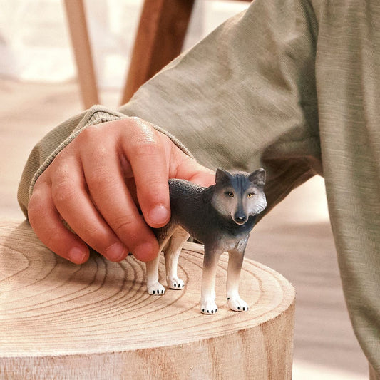 Loup américain