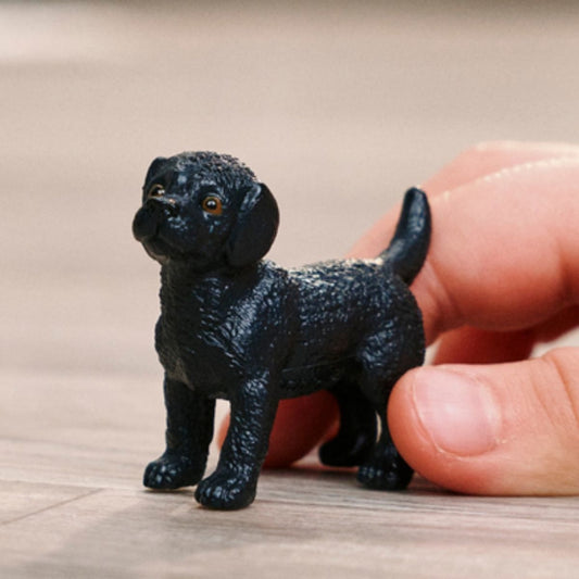 Chiot Labrador noir