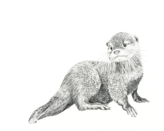 Carte de vœux Loutre de bébé mignonne