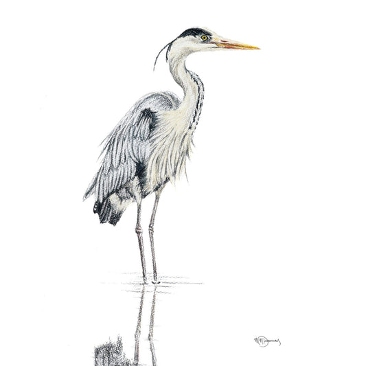 Héron NO 1 - Héron bleu coloré dans l'eau - impression d'art