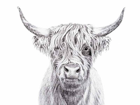 Portrait de vache Highland - impression d'art