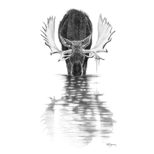 Orignal dans une eau calme - carte de vœux