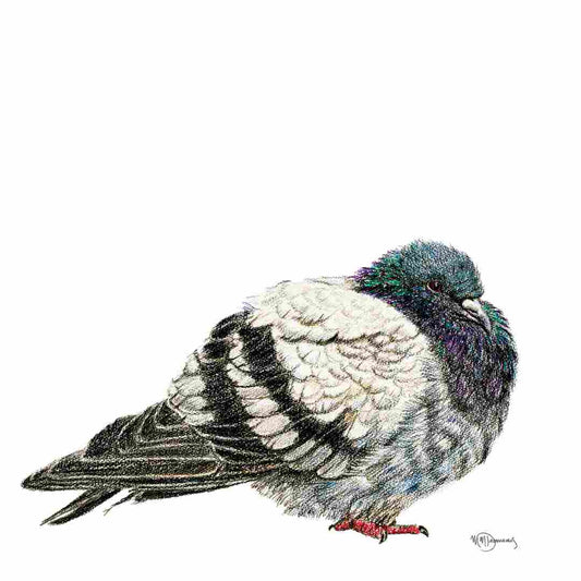 Pigeon - carte de vœux