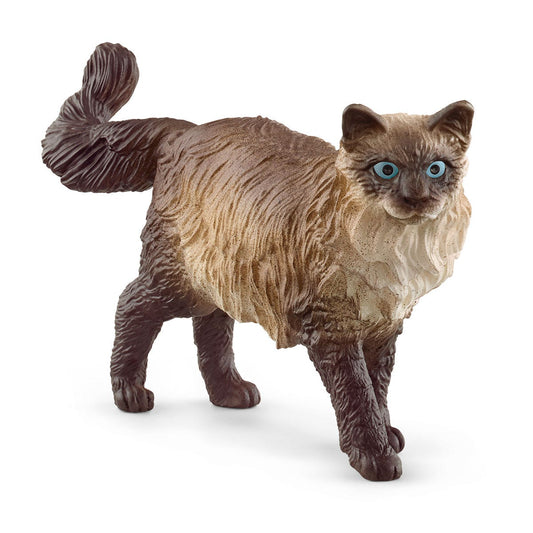 Chat ragdoll