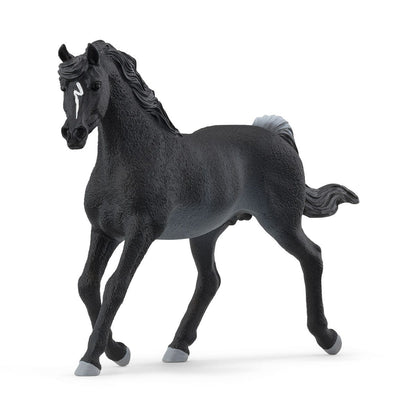 Black Arabian Stallion