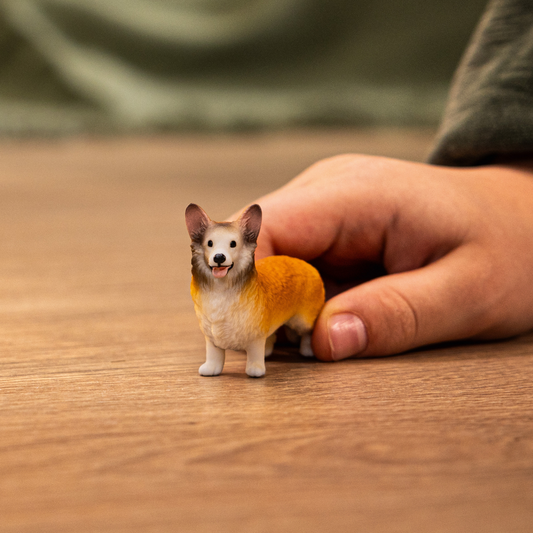 Corgi gallois