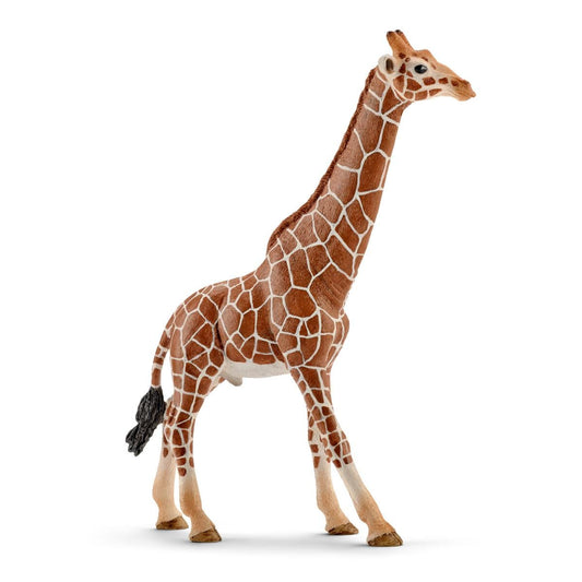 Girafe mâle à la langue bleu foncé