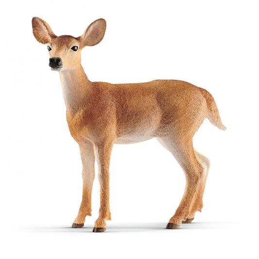 Biche à queue blanche