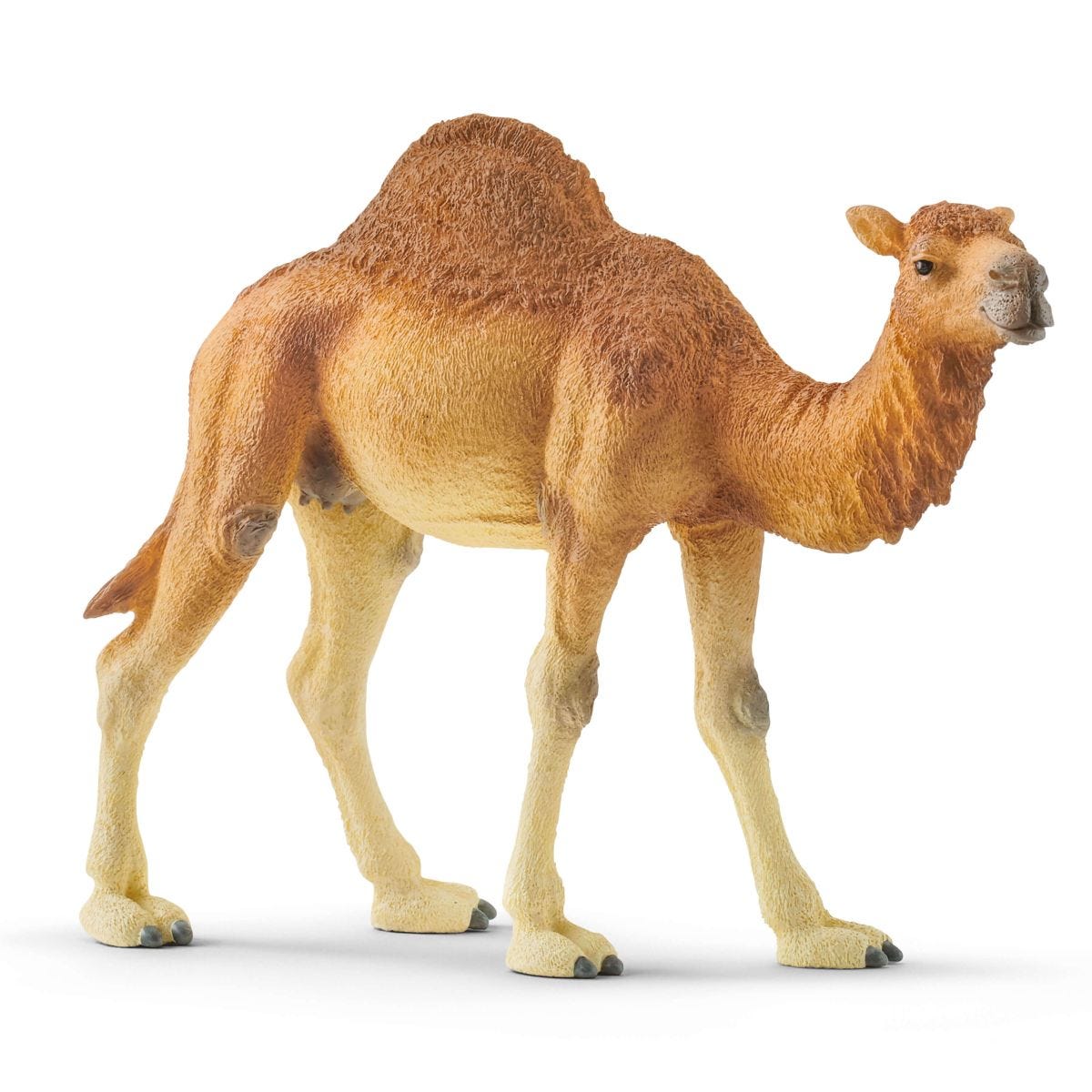 schleich® Dromedary | WILD LIFE