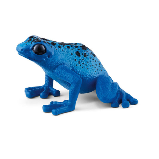 Dendrobate bleue aux taches noires
