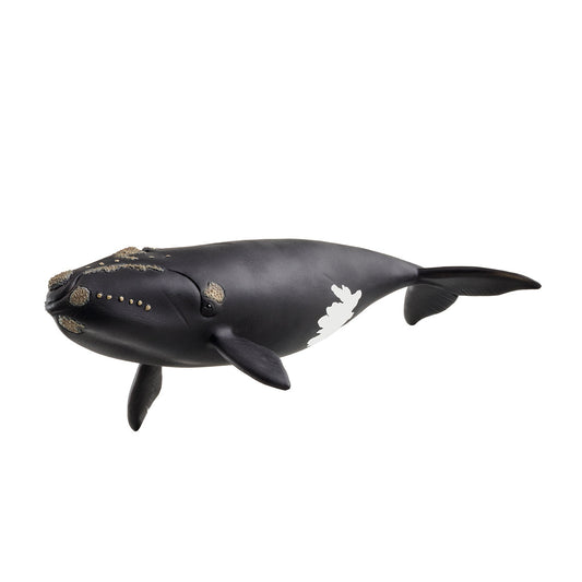 Baleine noire de l'Atlantique nord