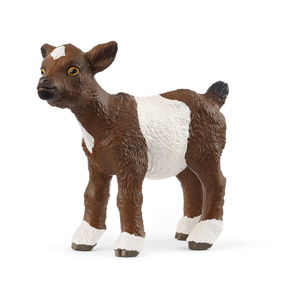 Curious Goat Kid