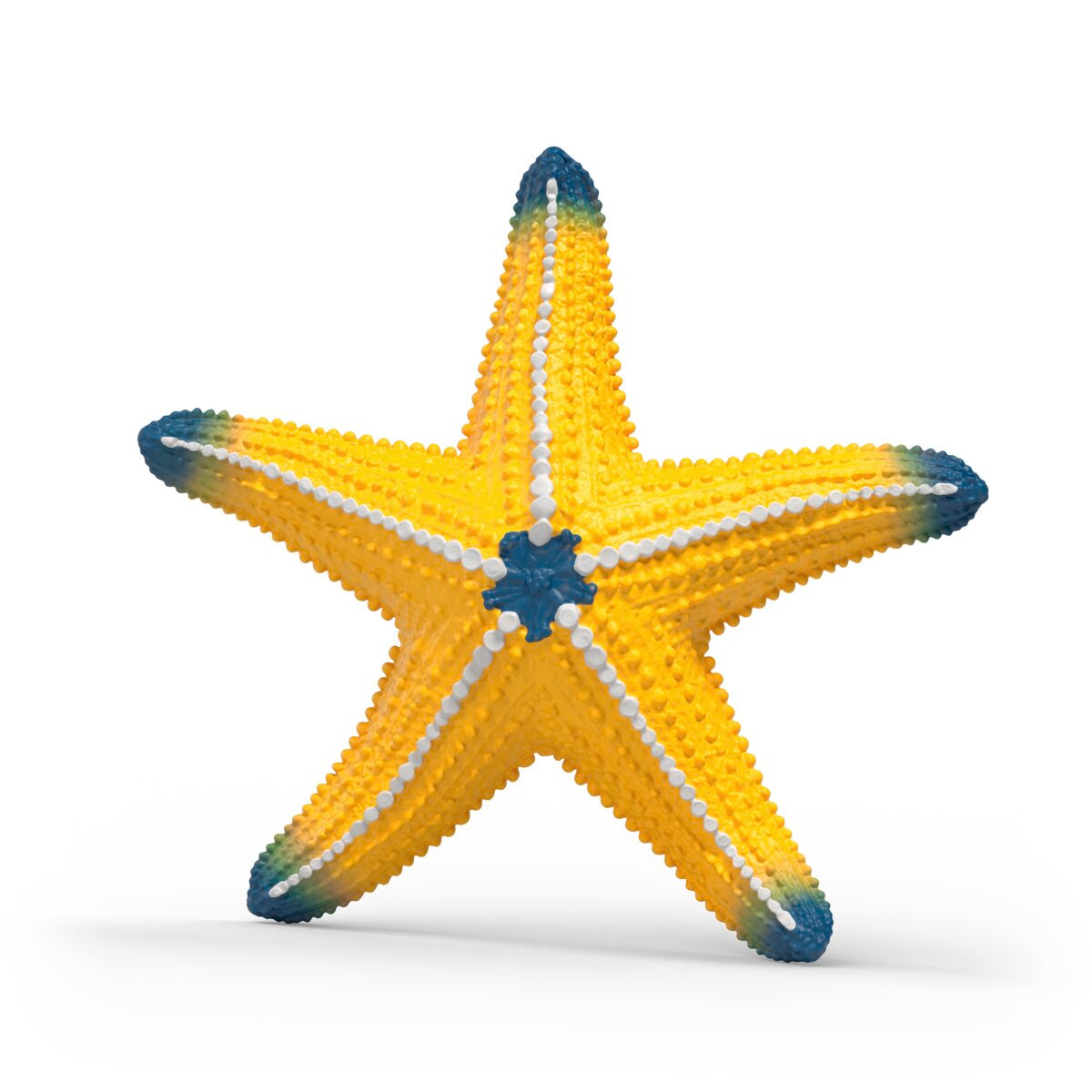 Étoile de mer changeant de couleur