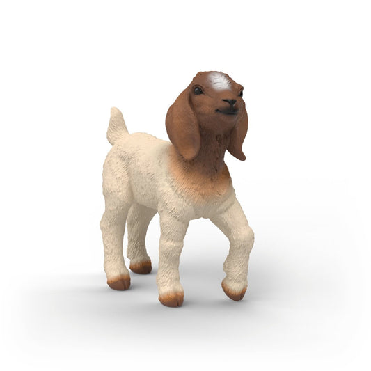 Chevreau Boer