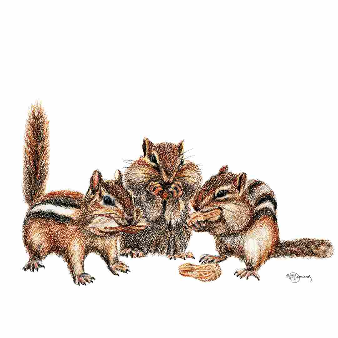 3 Chipmunks - carte de vœux