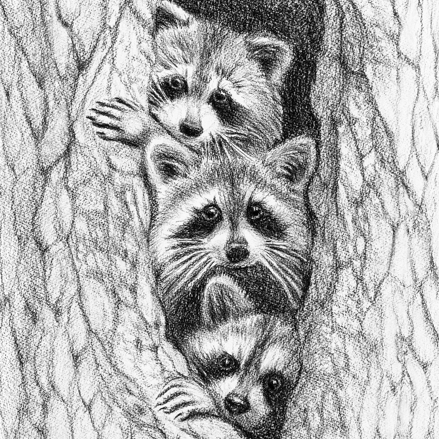 3 ratons laveurs dans un arbre - carte de vœux