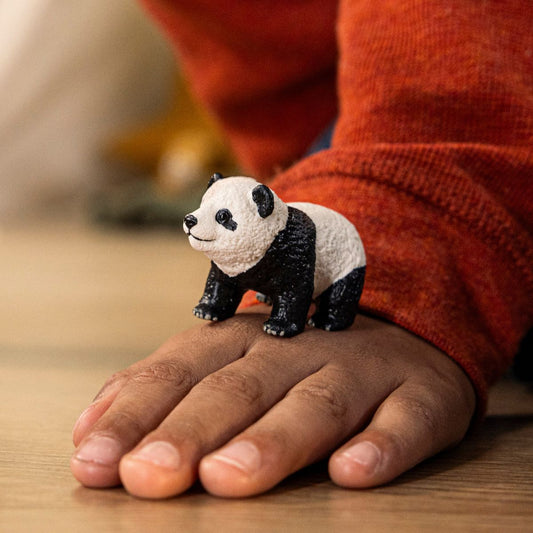 Curious Giant Panda Cub