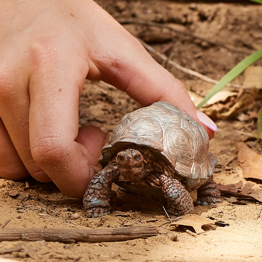 Tortue géante