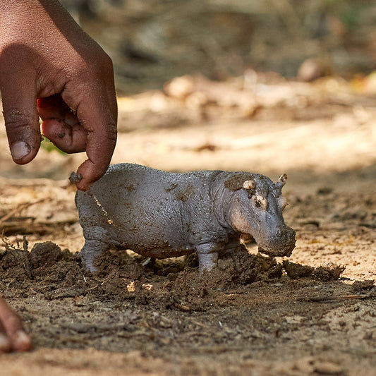 Hippopotame