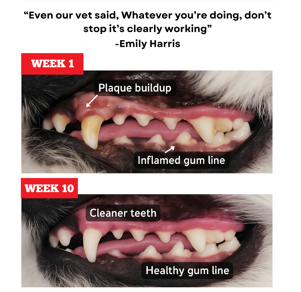 Himalayan Yak Chew Flavour Pack