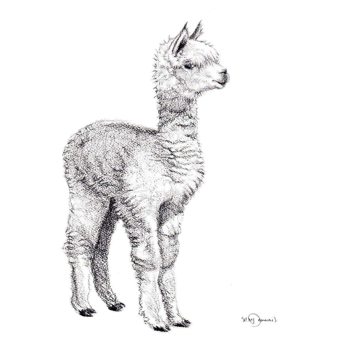 Adorable alpaga - impression d'art