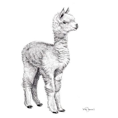 Adorable  alpaca - art print