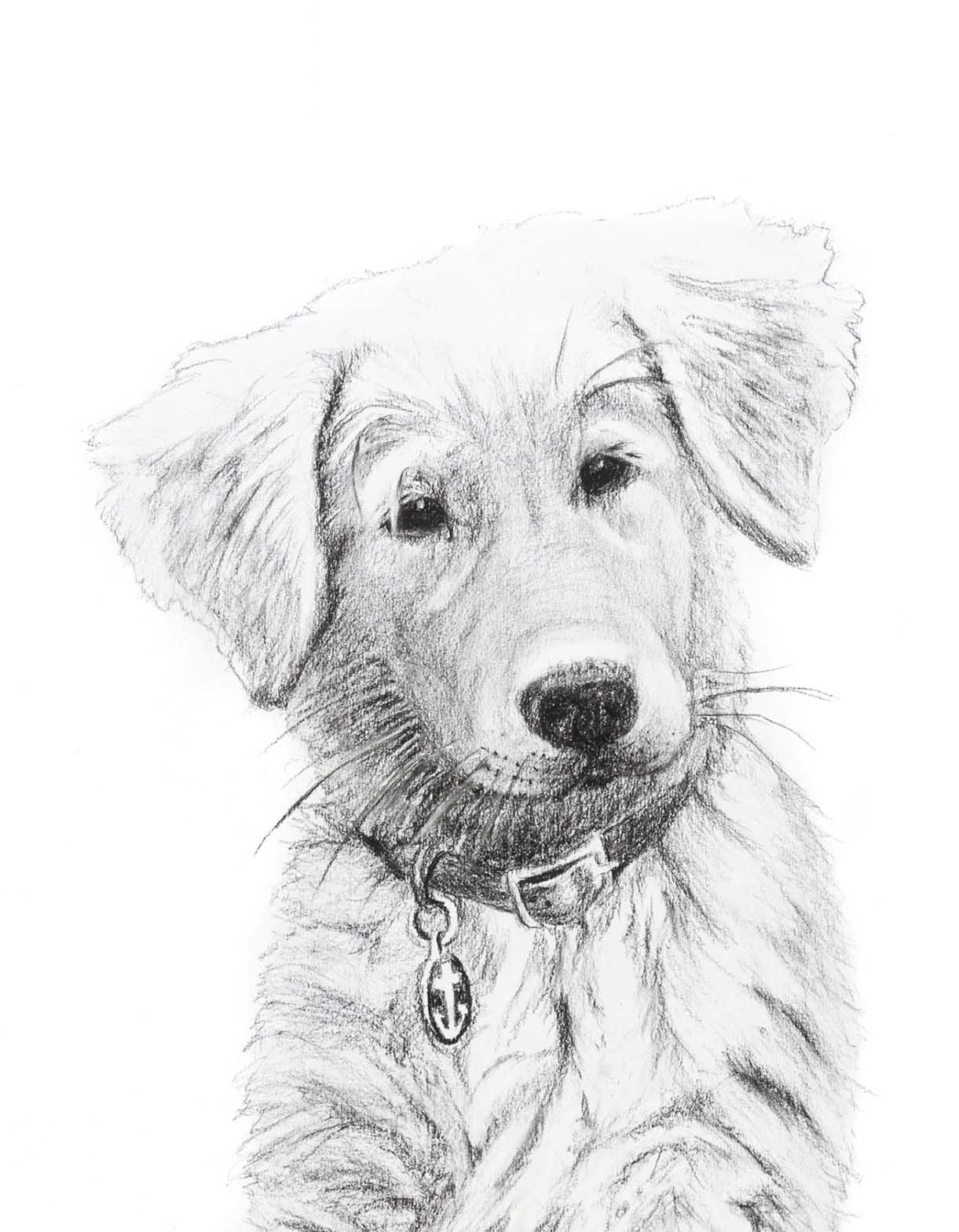 Chien - Bébé Golden Retriever - Impression d'art noir et blanc pour chambre d'enfant