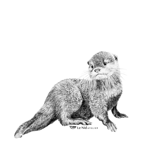 Bébé loutre – Aimant