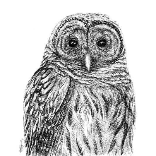 Chouette rayée - Impression d'art sur papier