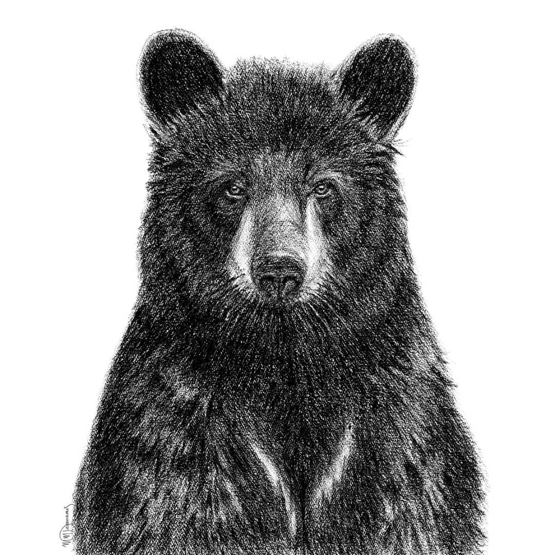 Portrait d'ours noir - impression d'art