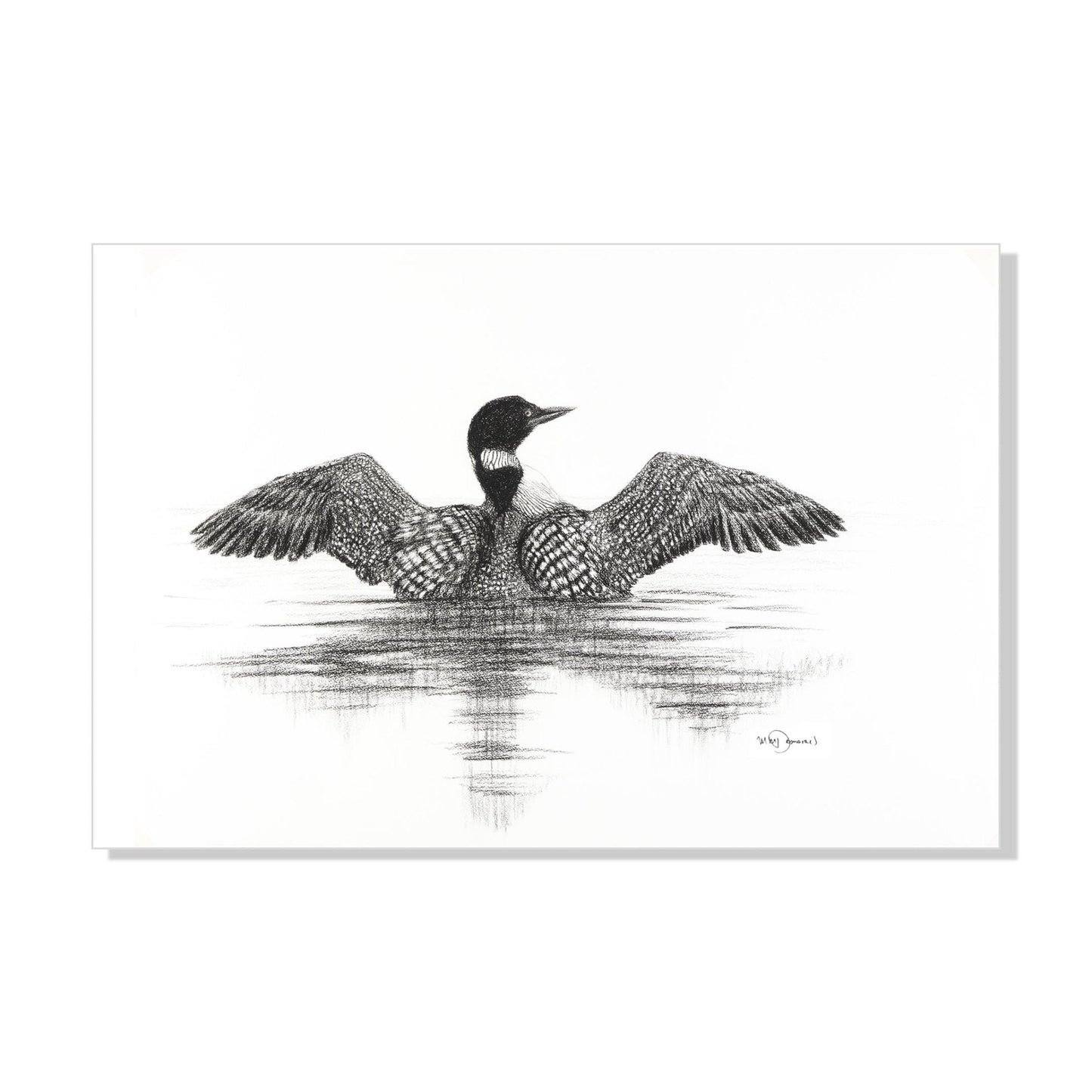 Huard canadien - impression d'art animalier
