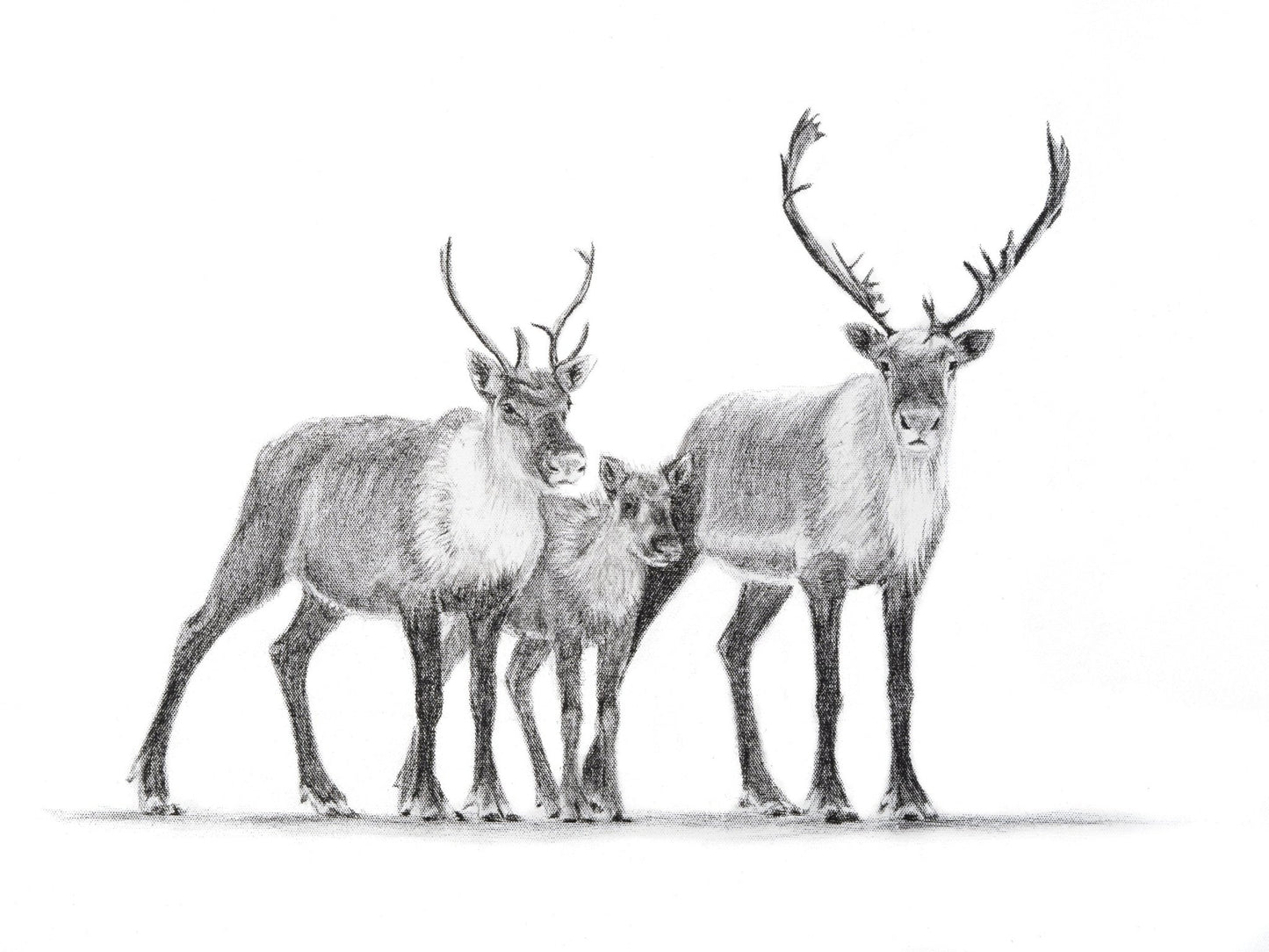 Aimant familial Caribou