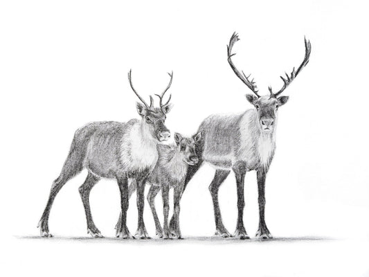 Aimant familial Caribou