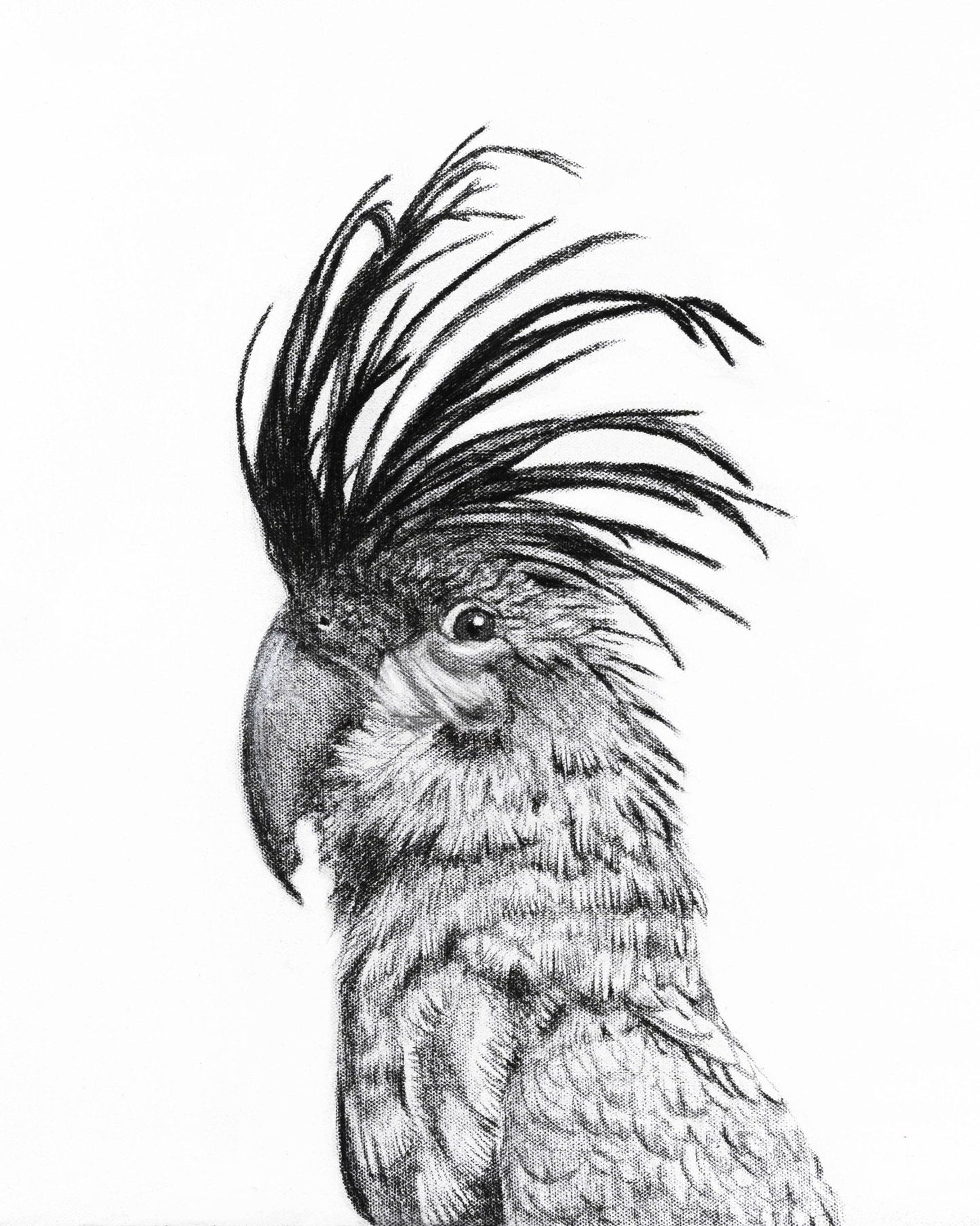 Portrait de cacatoès - impression d'art animalier