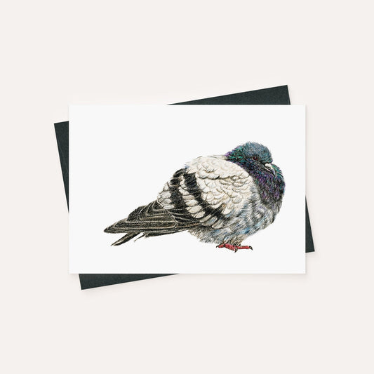 Pigeon - carte de vœux