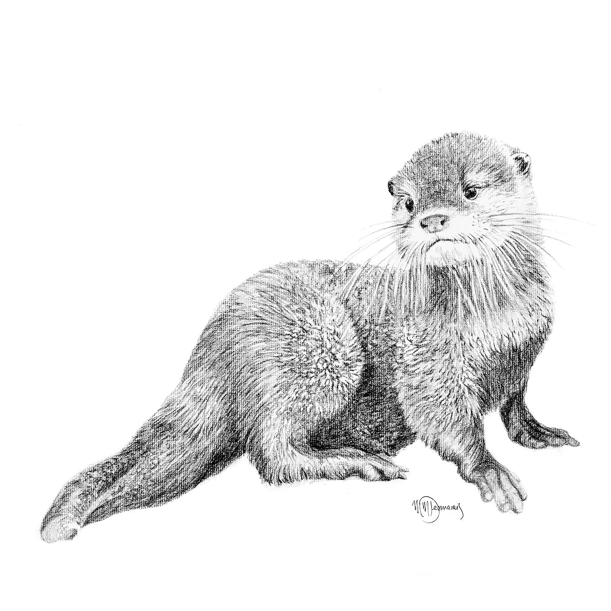 Loutre bébé adorable - impression d'art