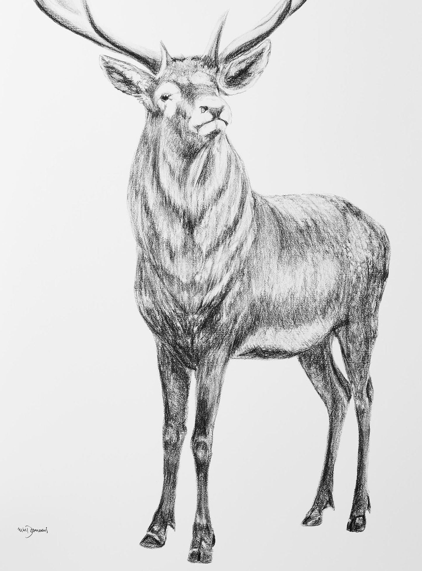 Cerf aux bois en forme de cœur - illustration
