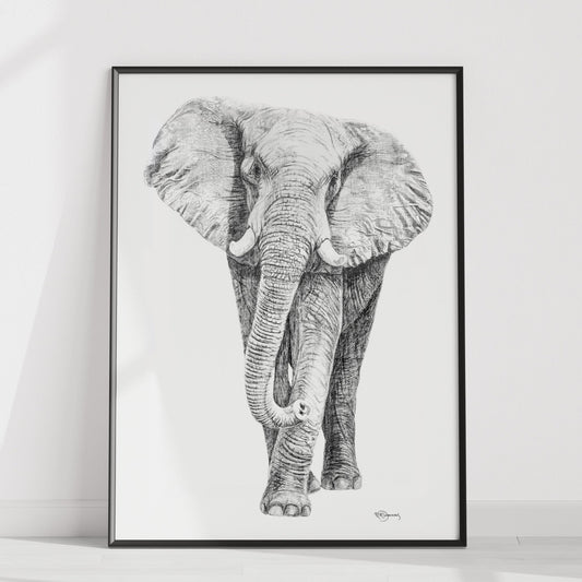 Illustration d'éléphant - en collaboration avec La Fondation du Zoo de Granby