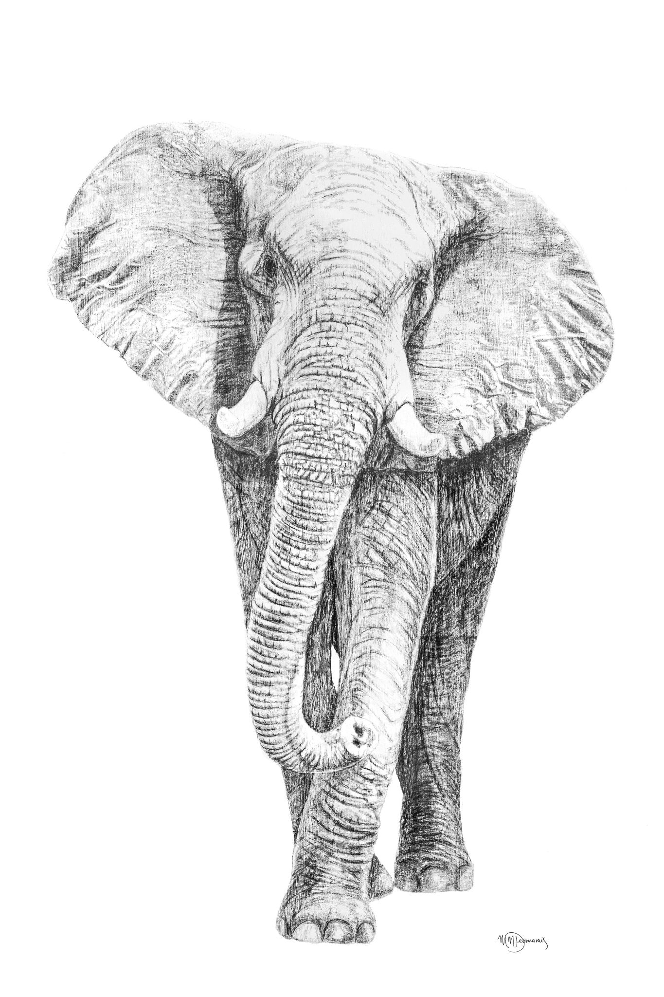 Illustration d'éléphant - en collaboration avec La Fondation du Zoo de Granby