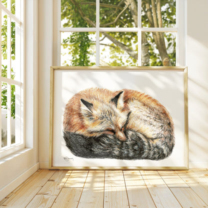 Renard endormi - enroulé en boule - Impression d'art animalier colorée