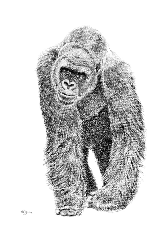 Illustration de gorille - Imprimé animal sauvage - Collaboration avec La Fondation du Zoo de Granby