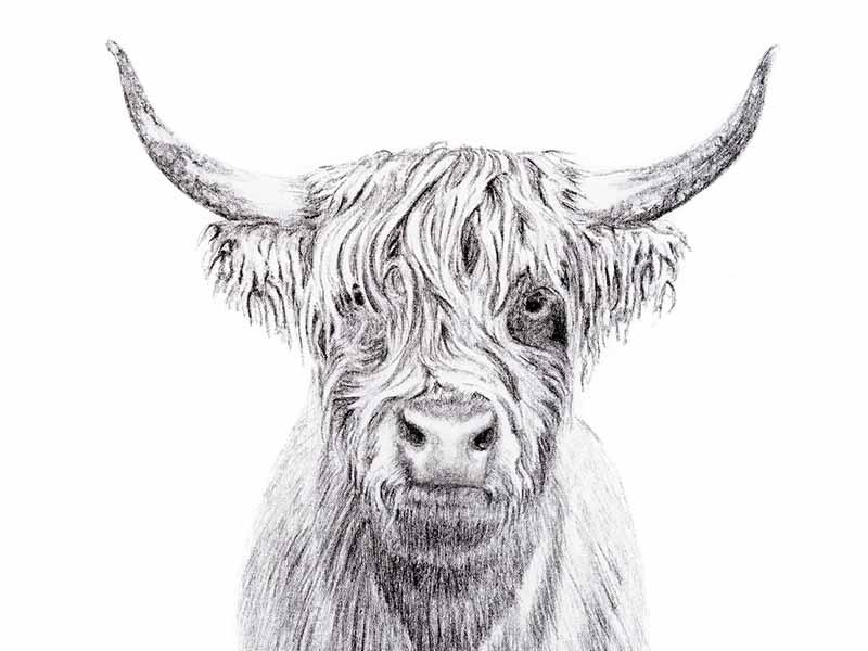 Portrait de vache Highland - impression d'art
