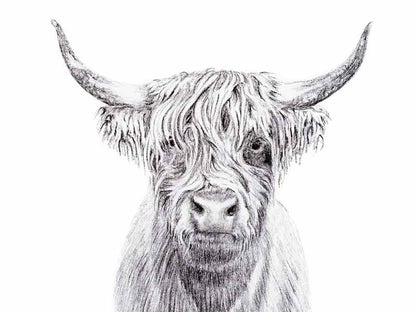 Highland Cow Portrait - art print