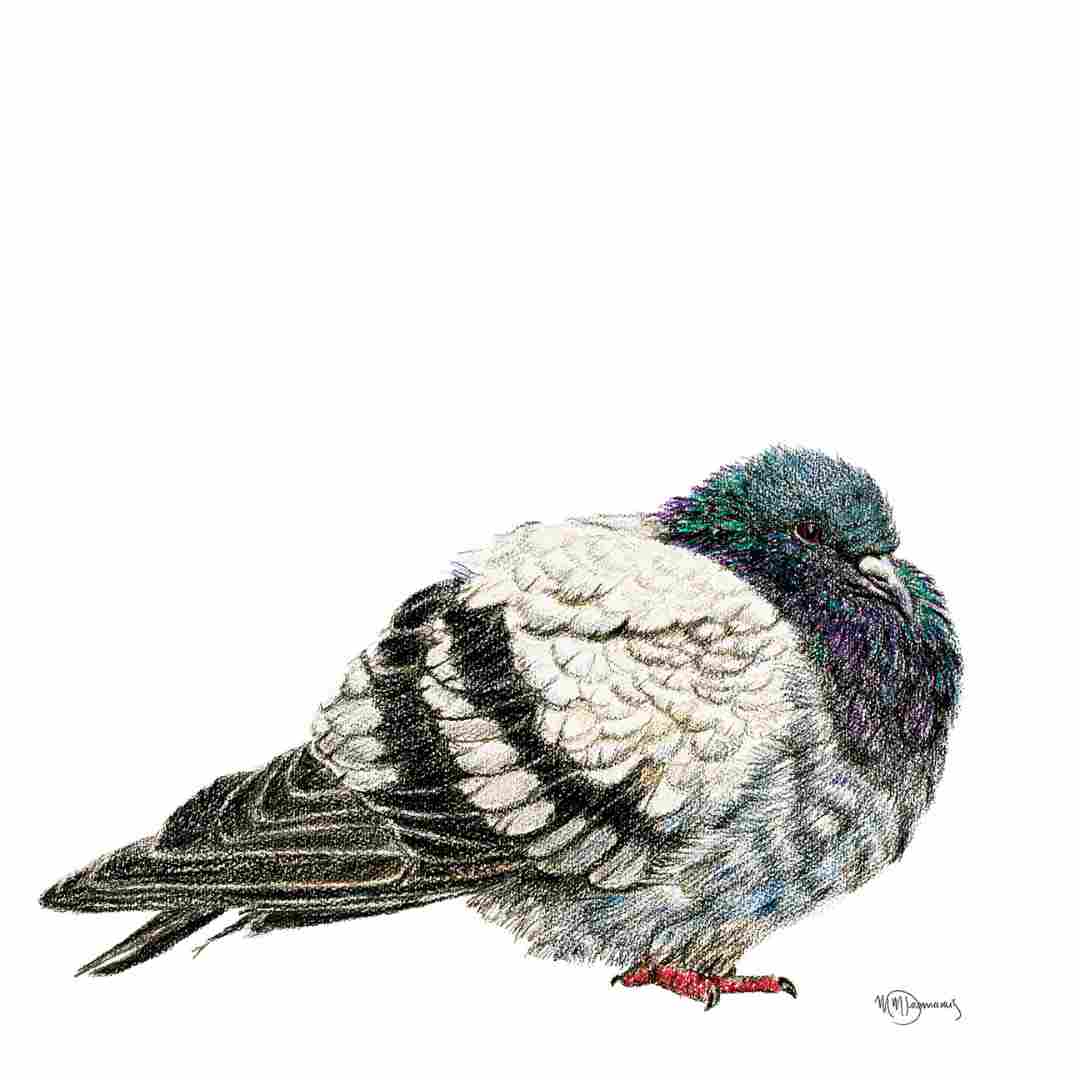 Pigeon - carte de vœux