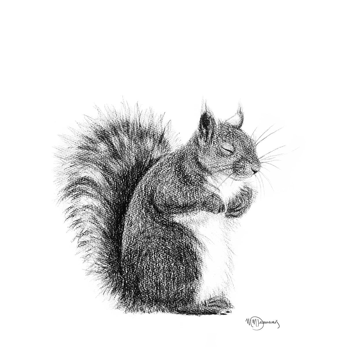 Écureuil endormi - illustration noir et blanc