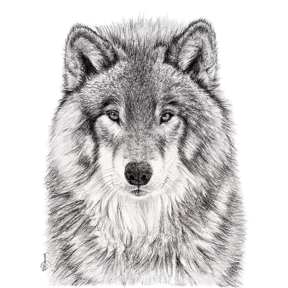 La carte de vœux Loup