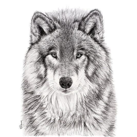 Le Portrait du Loup - Art Mural Animalier des Bois